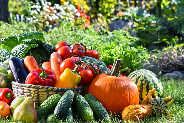 Storing-Vegetables